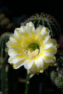 Siyah kaktüs arka planında sarı çiçekli ekinopsis melezi İkarus..