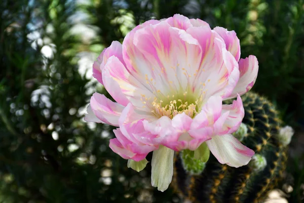 Close Rosa Lobivia Híbrido Fundo Verde Natural Com Espaço Cópia — Fotografia de Stock