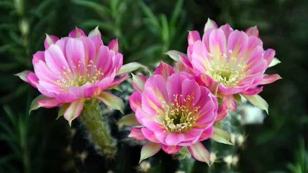Nahaufnahme Einer Rosa Lobivia Hybride Auf Naturgrünem Hintergrund — Stockfoto