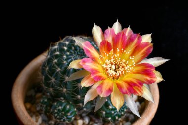 Lobivia spp. with two tone pink and yellow flower on black background.