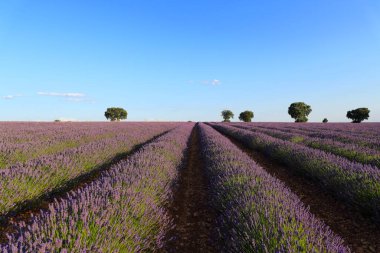 İspanya, Brihuega 'da gün batımında lavanta tarlası manzarası