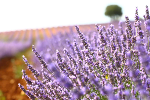Großaufnahme Von Lavendelblüten Auf Einem Feld — Stockfoto
