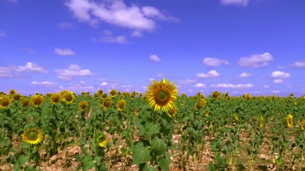 Prachtige Zonnebloemen Veld Panoramisch Uitzicht — Stockvideo