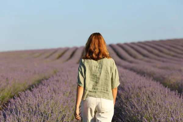 Rückansicht Einer Frau Die Einem Sonnigen Tag Durch Ein Lavendelfeld — Stockfoto
