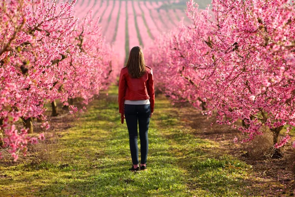 Back view full body portrait of a single woman walking across a pink field in spring season