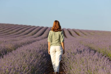 Lavanta tarlasında yürüyen sıradan bir kadının arka plan portresi.