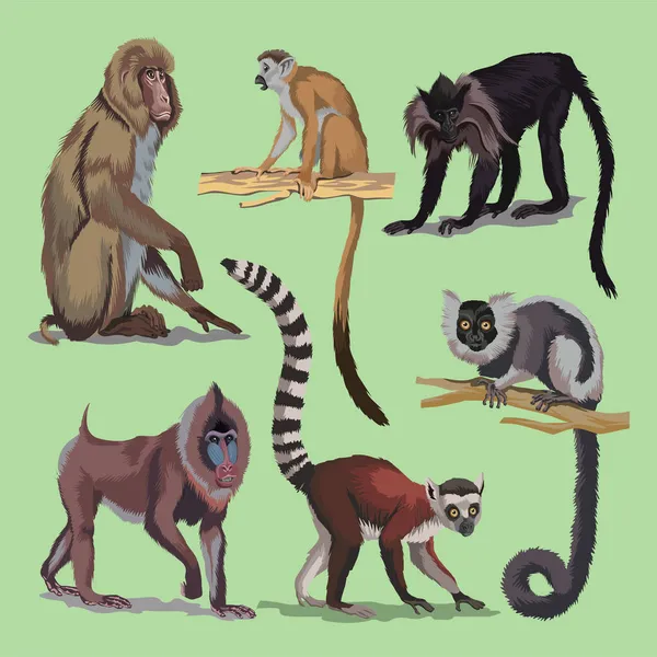 Set Mit Verschiedenen Primaten Affen Tiere Sammlung Makakenmaki Japanischer Langschwanzmaki — Stockvektor