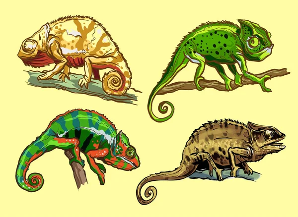 Kameleonter Ödla Djur Reptil Naturligt Djurliv Isolerad Vit Bakgrund Vektorillustration — Stock vektor