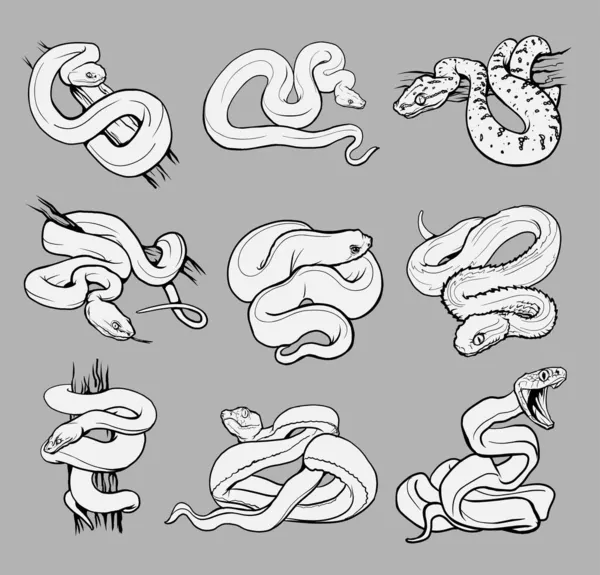 Набор Красивыми Разными Змеями Страница Раскраски Змей Коллекции Рептилий Нарисованная — стоковый вектор