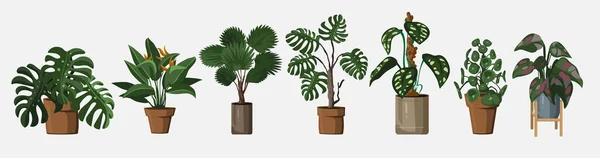 Ensemble de plantes vectorielles détaillées de maison ou de bureau pour le design intérieur et la décoration.Plante tropicale et méditerranéenne pour la décoration intérieure de la maison ou du bureau — Image vectorielle