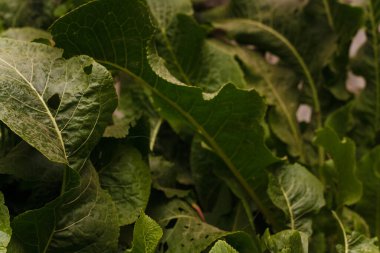 Yumuşak odaklı yaban turpu tepeleri, yeşil sulu yapraklar, çiftlikte yetişen. Bahçıvanlık, tarım, yerel konsept ticareti..