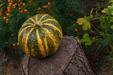 Kadife çiçeği arka planında büyük çizgili balkabağı. Organik taze çiftlik sebzeleri, mevsimlik sonbahar hasadı, vejetaryen yemekleri, sağlıklı beslenme.