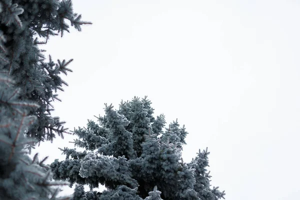 Fir Tree Top Covered Snow Viewed Blue Cloudy Sky Background — Stock Photo, Image