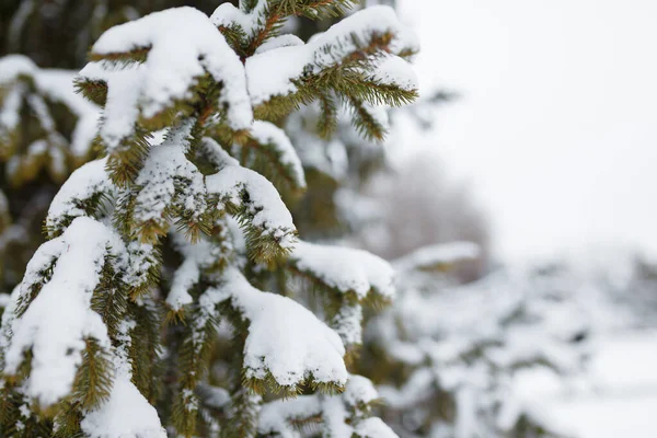 Гілки Ялинки Вкриті Снігом Взимку Крупним Планом Місце Копіювання — стокове фото