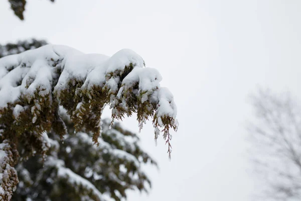 Гілки Туя Вкриті Снігом Зимовий День Крупним Планом Місце Копіювання — стокове фото