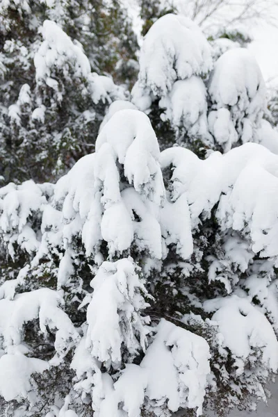 冷杉枝叶被雪覆盖 — 图库照片