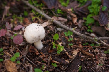 Sonbahar ormanında kuru yaprakların arasında beyaz şampiyon. Mevsimsel mantar avı, sonbahar doğası, sağlıklı organik gıda kavramı..