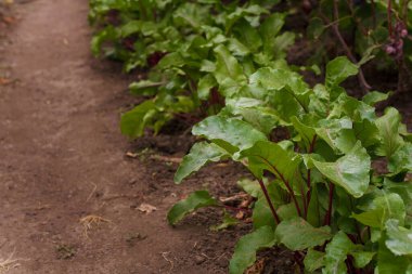 Toprakta büyüyen pancar kafalılar. Pancar yapraklarının yumuşak odaklı yakın çekimi. Mevsimlik tarım hasadı, taze organik sebzeler, sağlıklı vejetaryen yiyecekler..