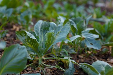Yumuşak odaklı genç lahana yaprakları yakın çekim. Tarım, taze mevsimlik tarım hasadı, sağlıklı organik vejetaryen yiyecekler..