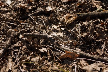 Yumuşak odaklı yeşil kertenkele yakın çekim