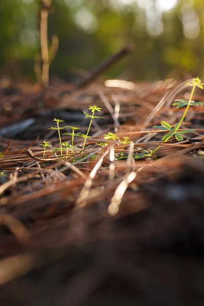 Miękkie Skupione Zbliżenie Pionowe Ujęcie Pięknej Zielonej Trawy — Zdjęcie stockowe