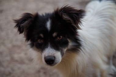 Küçük beyaz siyah köpek, it, arka bahçede köpek portresi