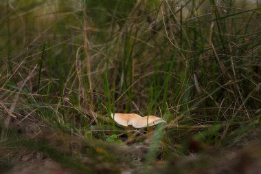 Sonbahar ormanlarında taze tricholoma mantarı, kuru yapraklar ve yeşil çimenler arasında klitocybe nuda veya Lepista nuda odaklı hafif çekim