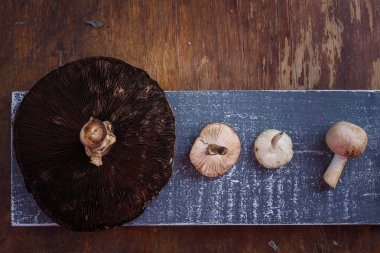 Kırsal ahşap arka planda büyük ve taze orman şampiyonu mantarları. Sonbahar hasadı, ketojenik diyet, sağlıklı organik gıda.