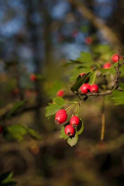 Beautiful Rose Hip Dog Rose Branches Red Berries Sunrays Light — Stock Photo, Image