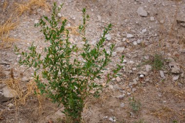 Zeminde yeşil yaprakları olan genç nar ağacı.