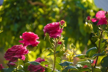 Güneş ışığında güzel pembe gül çiçekleri olan yeşil çalı. Bahar çiçekleri konsepti.