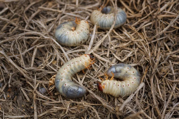 Gunung Pinus Atau Larva Kumbang Kulit Tutup Parasit Menghancurkan Pohon — Stok Foto