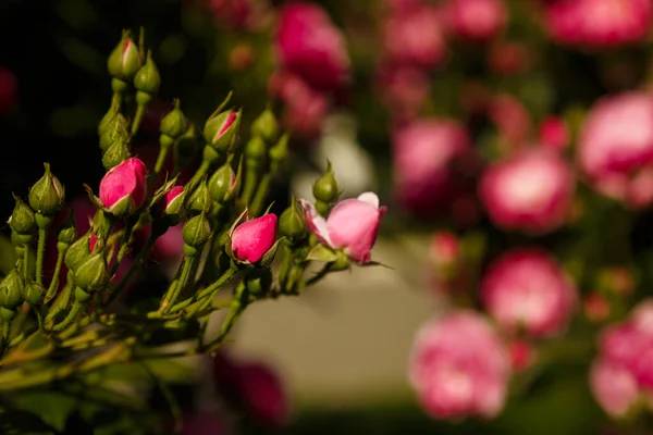 Tufiș Verde Flori Frumoase Trandafir Roz Lumina Soarelui Conceptul Floare — Fotografie, imagine de stoc