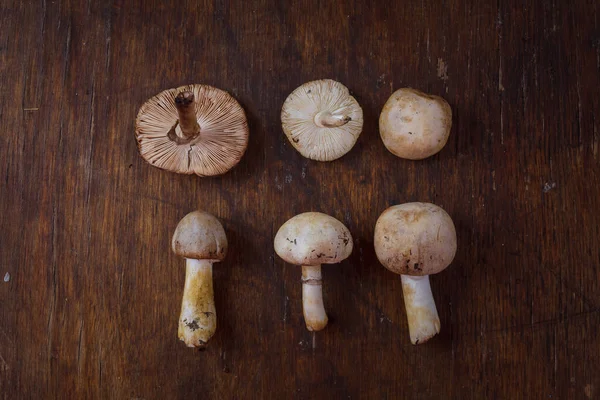 Cogumelos Champignon Floresta Fresca Fundo Madeira Rústico Colheita Outono Dieta — Fotografia de Stock