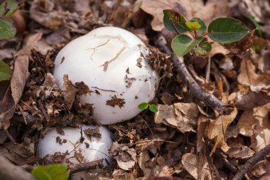 Sonbahar yapraklarında saklanan iki mantar mantarı. Sonbahar orman doğası, mantar toplama, sağlıklı organik gıda, protein diyeti.