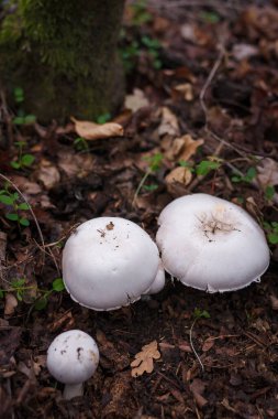 Sonbahar yapraklarında saklanan üç şampiyon mantar kapağı. Sonbahar orman doğası, mantar toplama, organik gıda, protein diyeti.