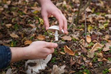 Kuru sonbahar yaprakları üzerinde ormanda taze şampiyon mantarları kesen bıçakla mantar toplayıcıların ellerini kapatın..