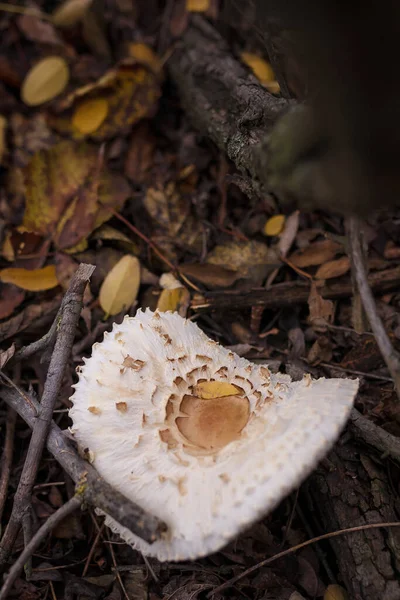 White Champignon Autumn Forest Dry Leaves Seasonal Mushrooms Hunting Fall — Stock Photo, Image