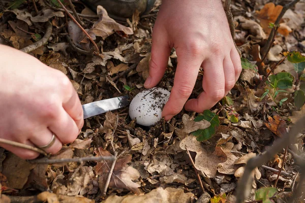 Kuru Sonbahar Yaprakları Üzerinde Ormanda Taze Şampiyon Mantarları Kesen Bıçakla — Stok fotoğraf
