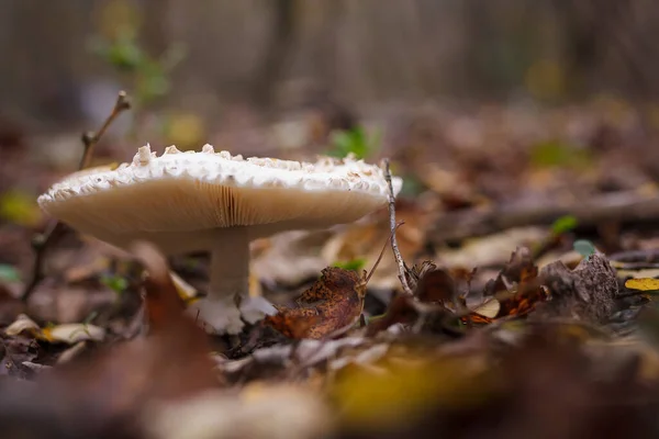 Biały Czempion Jesiennym Lesie Wśród Suchych Liści Sezonowe Polowanie Grzyby — Zdjęcie stockowe