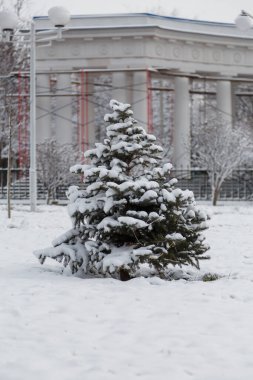 Beyaz karla kaplı küçük köknar ağacı, güzel kış manzarası, dikey çekim