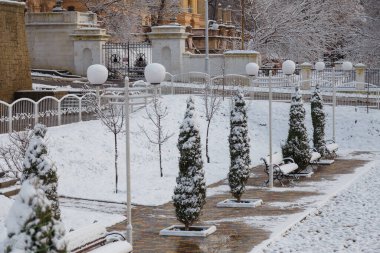 Thuja, thuya çalıları bağlandı ve karla kaplandı. Bitkilerin korunması ve kış karları ve ağır hava koşullarına hazırlık