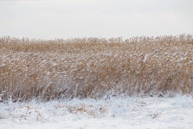 güzel kuru kahverengi kamışları karla kaplı, kış manzarası arka planı