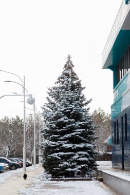 Güzel köknar ağacı karla kaplı, şehir binası ve sokak lambası, yürüyen siyah kedi. Kış manzarası