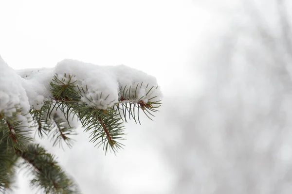 Fir Tree Branches Covered Snow Winter Day Close Copy Space — Stock Photo, Image