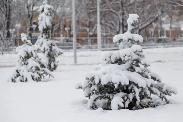 Little Fir Trees Covered White Snow Beautiful Winter Landscape — Fotografia de Stock