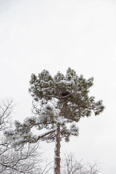 Fenyőfa Tetején Borított Fehér Háttér Kilátás Alulról — Stock Fotó