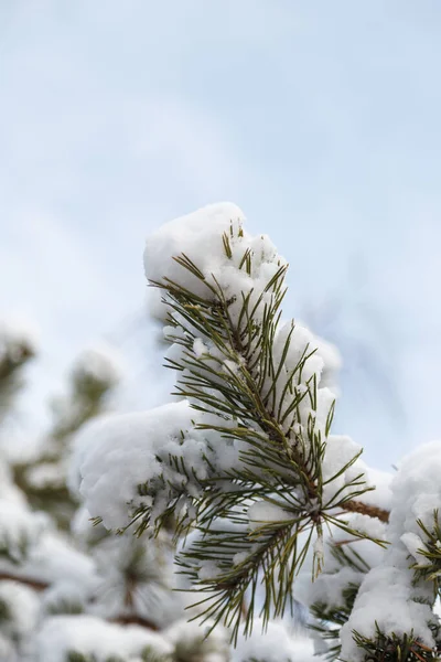Pine Tree Top Covered Snow White Sky Background View — Stock Photo, Image