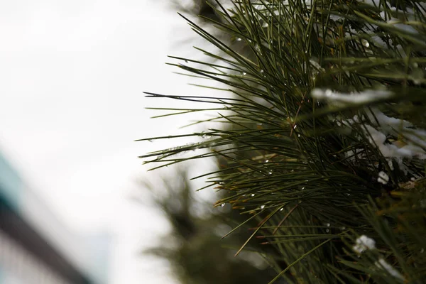 Pine Tree Branch Needles Covered Snow Winter Day Close Shot — Foto de Stock