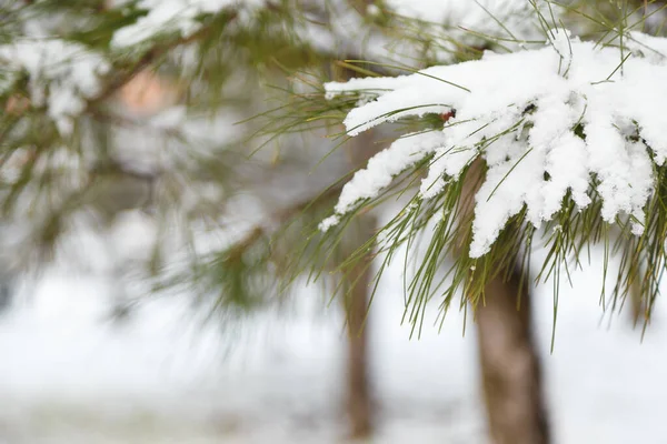 Pine Tree Branch Needles Covered Snow Winter Day Close Shot — Stock Photo, Image
